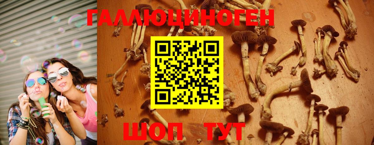 Псилоцибиновые грибы Cubensis  Вход с VPN  Будённовск  Галлюциногенные грибы GOLDEN TEACHER 